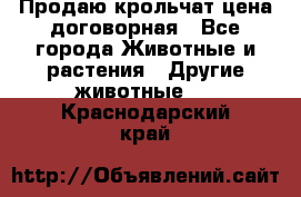 Продаю крольчат цена договорная - Все города Животные и растения » Другие животные   . Краснодарский край